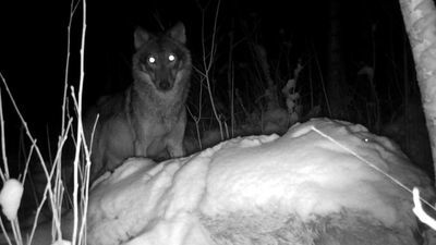 Szalenie trudno go spotkać, ale w końcu wilk z lasu koło Puław dał się złapać kamerze