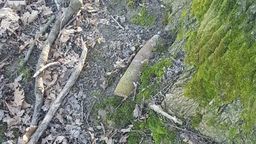 Miał być spacer do lasu w pow. świdnickim. Było wybuchowe znalezisko