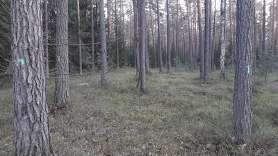 Majówkowy spacer po lubelskim lesie? Uważaj, bo nie będziesz sam