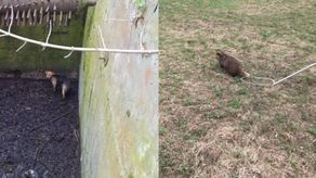 Borsuk i pies. Strażacy w jeden dzień uratowali zwierzęta