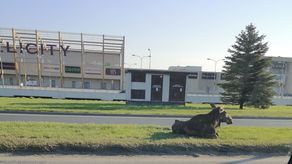 Lublin. Łoś między jadącymi samochodami. Został potrącony