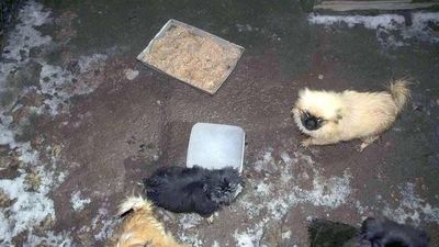 Karmione głownie śrutą i prosem. Wyrok w sprawie pseudohodowli pekińczyków koło Łęcznej