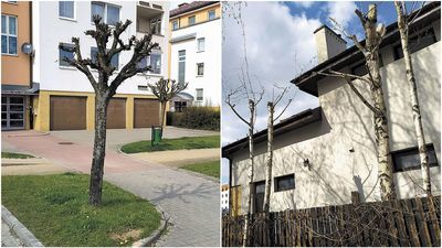 Cięcie drzew koło bloków Młodzieżowej Spółdzielni Budowlano-Mieszkaniowej „Promyk” (z lewej).
Brzozy obok budynku przy ul. Szafirowej