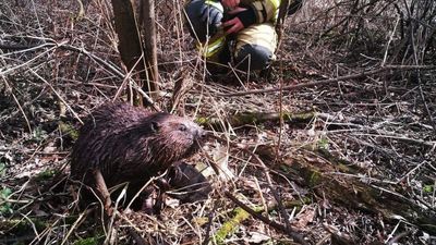 Świdnik. Bobry uwięzione w studzience
