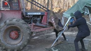Ciężkim sprzętem chcieli rozjechać blokujących wycinkę. Na miejscu aktywiści i polityk z Lublina