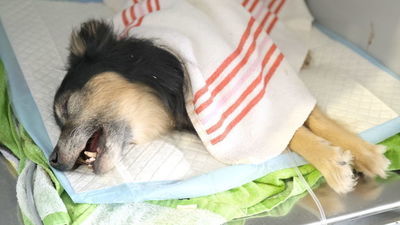 Lublin. Pies zakopany żywcem. Nie ma zgody na łagodną karę