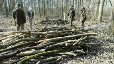 Co się dzieje w Starym Gaju? Ekolodzy piszą o wycince drzew, nadleśnictwo zaprzecza [zdjęcia]