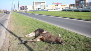 Potrącenie łosia w Lublinie. Zwierzę nie żyje