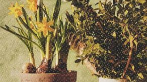 Warsztaty tworzenia świątecznych dekoracji