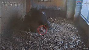 Lublin: Rodzina się powiększa. Pierwszy sokół wykluł się na Wrotkowie [wideo]