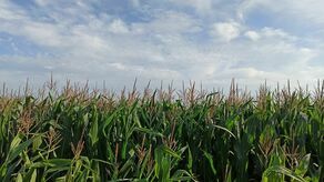 Pogoda na niedzielę i poniedziałek. Ostrzeżenie IMGW dla Lubelskiego