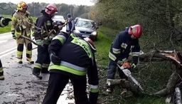 Chełm: Powalone drzewa na drogach. Strażacy mają, co robić 
