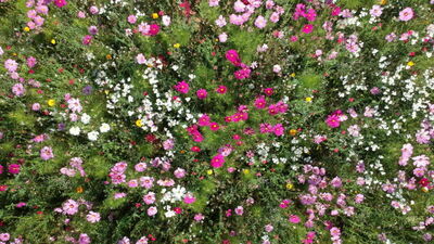 Lublin. Wyrosną kolejne łąki kwietne i wiemy gdzie 