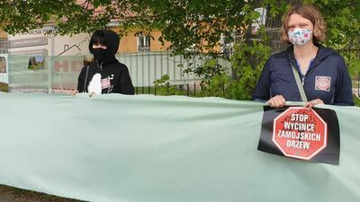 Godzina dla drzew - zielona wstęga na ul.Piłsudskiego