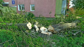 Lublin: Mieszkańcom Czechowa żal wyciętych drzew. "Jestem oburzona" [zdjęcia]