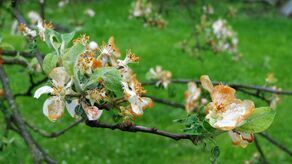 W nocy możliwe są przymrozki, które mogą zaszkodzić roślinom w ogródkach i sadach