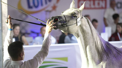 W Janowie Podlaskim ruszyły przygotowania do aukcji Pride od Poland
