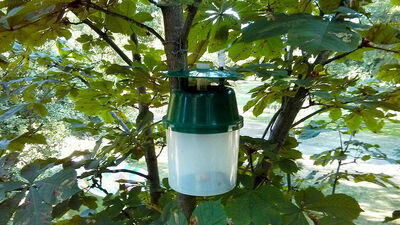 Na drzewach w Lublinie są dziwne pojemniki. Nie zdejmujcie ich