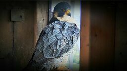 Łupek (2013). Obrączki: 8 A. Pochodzi z Płocka 