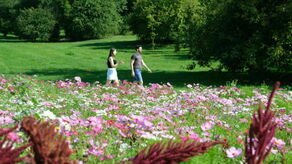 Łąki kwietne przyjadą do Lublina z Ełku