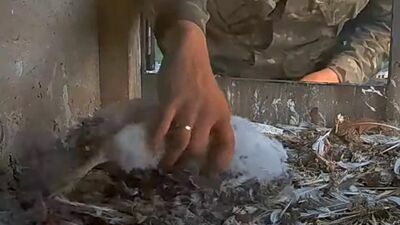 Jedno z trójki piskląt śmiertelnie się zatruło