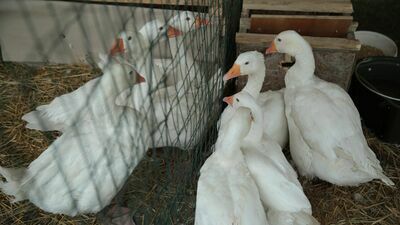 W gospodarstwie właściciel hoduje 1200 gęsi