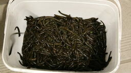 Przemycał przez granicę kilka tysięcy pijawek. Miały trafić do Warszawy