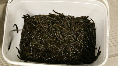 Przemycał przez granicę kilka tysięcy pijawek. Miały trafić do Warszawy