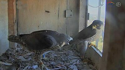 Lubelskie sokoły. Z prawej "w oknie" Łupek