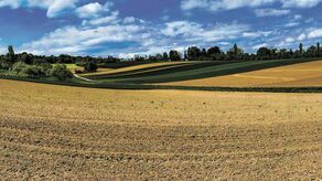 Po co nam drzewa między polami? Pomagają oczyszczać wodę