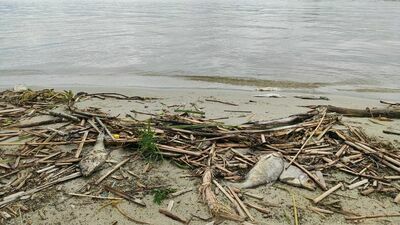 Smród i truchła padłych ryb na brzegu zalewu w Lublinie