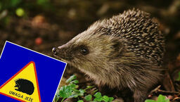 Jeże w Lublinie jeszcze nie powinny przechodzić przez jezdnię