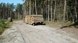 Mieszkańcy nie chcą takiego losu dla lubianego lasu