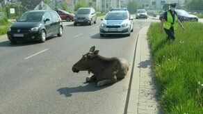 Lublin. Toyota uderzyła w łosia. Ranne zwierzę na jezdni
