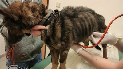 Przedsiębiorcy z Lublina tak długo zaniedbywał swojego psa, że trzeba go było poddać eutanazji