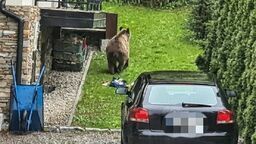 Niedźwiedź spacerował po ulicach i szukał resztek jedzenia