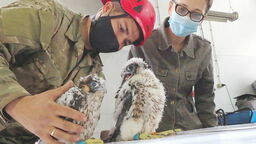 Lublin. Młode sokoły zaobrączkowane. Ale jest też smutna wiadomość z gniazda