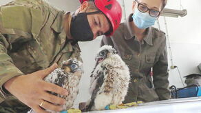 Lublin. Młode sokoły zaobrączkowane. Ale jest też smutna wiadomość z gniazda
