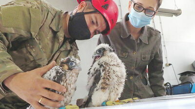 Lublin. Młode sokoły zaobrączkowane. Ale jest też smutna wiadomość z gniazda