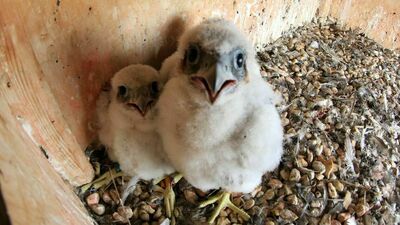 Sokola budka na kominie azotowej elektrociepłowni znajduje się na wysokości ok. 120 metrów. Od 2006 roku na świat przyszło w niej już 23 sokolich piskląt