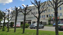 Tak mocno przycięte zostały drzewa przy ul. Wallenroda