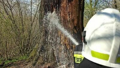 Ktoś podpalił dąb miłości. Gmina zleciła ekspertyzę 