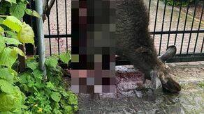 Łoś zgubił się w mieście. Smutny koniec