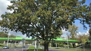 Okazały dąb z Lublina stara się o tytuł Drzewa Roku. Ruszyło głosowanie