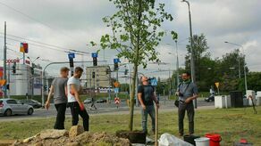 Od soboty w Lublinie będzie o 7 drzew więcej