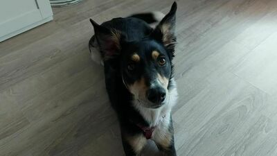 Polska pokona Hiszpanię. Suczka Dziama wytypowała wynik drugiego meczu Biało-Czerwonych na Euro 2020