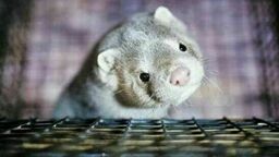 Lubelskie. Norki z koronawirusem. Tysiące zwierząt na śmierć, ludzie na kwarantannę