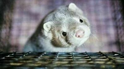 Lubelskie. Norki z koronawirusem. Tysiące zwierząt na śmierć, ludzie na kwarantannę