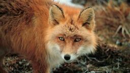 Lublin. Zwierzętom pomogą inni lekarze