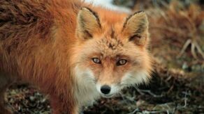 Lublin. Zwierzętom pomogą inni lekarze